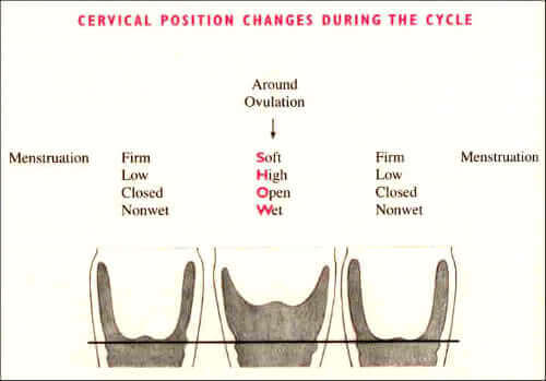 ovulation-symptoms-cervical-position