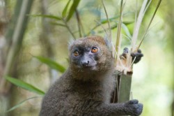 top-5-most-rare-animals-in-the-world-greater-bamboo-lemur