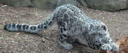 top-5-most-rare-animals-in-the-world-snow-leopard