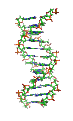 DNA_orbit