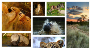 top-wildlife-websites-in-India