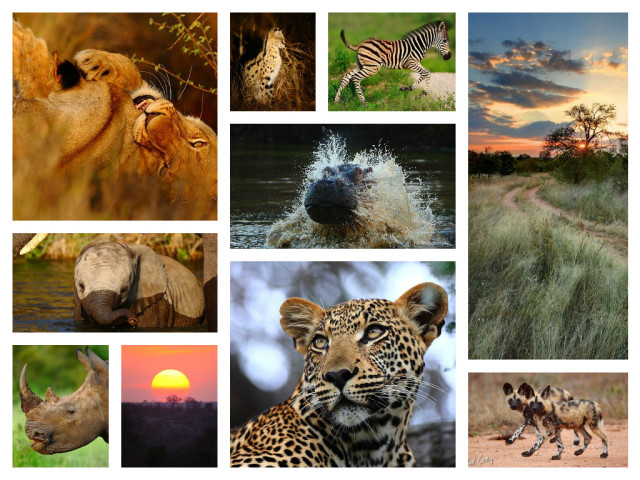 top-wildlife-websites-in-India