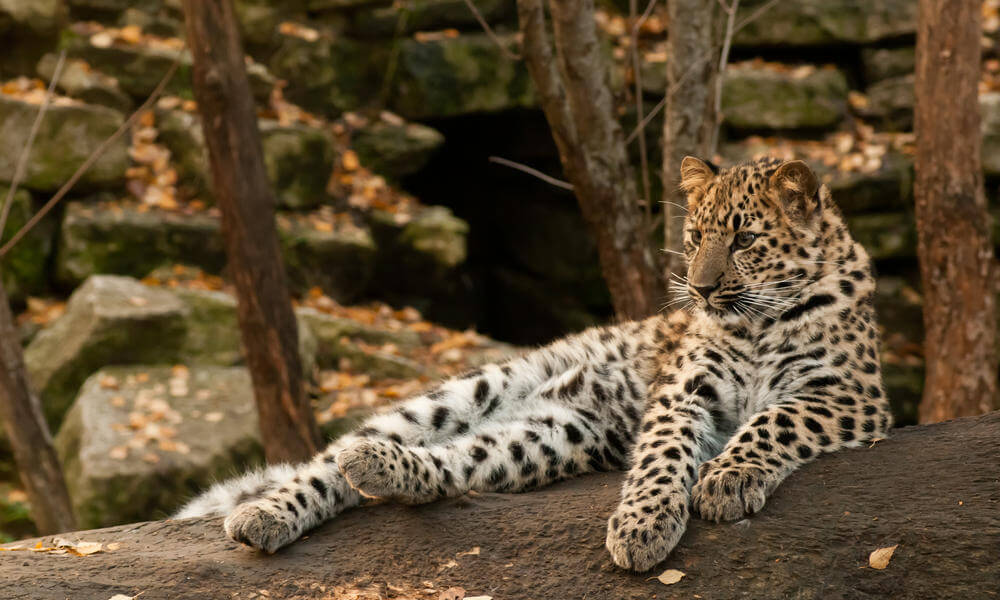 Top 5 Most Rare Animals In The World | Trendingtop5
