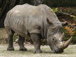 top-5-most-rare-animals-in-the-world-sumatran rhinoceros