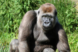 top-5-most-rare-animals-in-the-world-western-lowland-gorilla